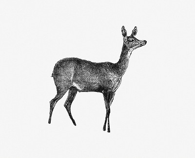 deer drawing wildlife fawn png download - 559*720 - Free Transparent Deer  png Download. - CleanPNG / KissPNG