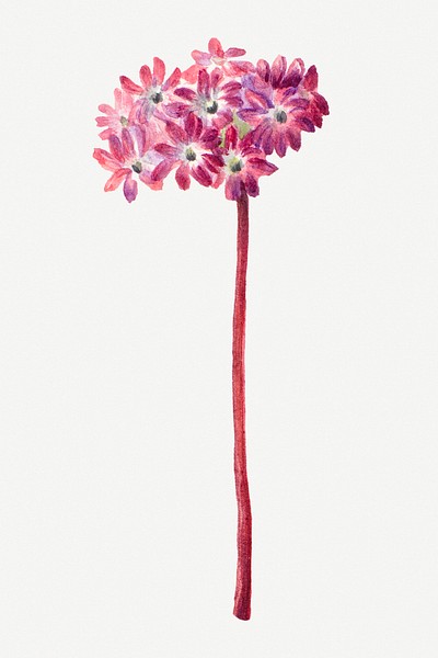 Blooming pink sand verbena hand drawn floral illustration, remixed from the artworks by <a href="https://www.rawpixel.com/search/Mary%20Vaux%20Walcott?sort=curated&amp;page=1" target="_blank">Mary Vaux Walcott</a>