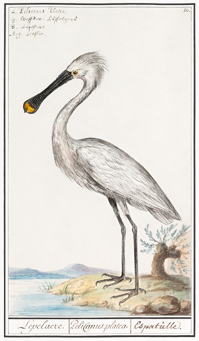 Spoonbill, Platalea Leucorodia (1596–1610) Anselmus 