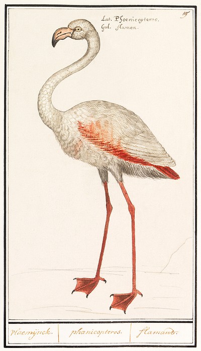 Common flamingo, Phoenicopterus roseus (1596&ndash;1610) by <a href="https://www.rawpixel.com/search/Anselmus%20Bo%C3%ABtius%20de%20Boodt?sort=curated&amp;page=1">Anselmus Bo&euml;tius de Boodt</a>. Original from the Rijksmuseum. Digitally enhanced by rawpixel.