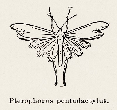 White Plume Moth (Pterophorus pentadactylus). | Free Photo Illustration ...
