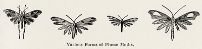 Various Forms of Plume Moths.  Digitally enhanced from our own publication of Moths and butterflies of the United States (1900) by Sherman F. Denton (1856-1937).