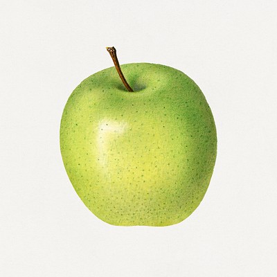 green apple pencil drawing