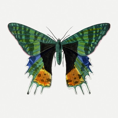 Butterfly Painting. Digitally Enhanced Our 