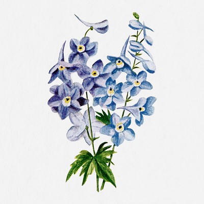 Larkspur flower collage element, botanical | Premium PSD Illustration ...