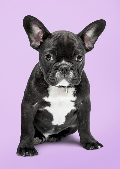 Dog sticker, cute French bulldog, | Premium PSD - rawpixel