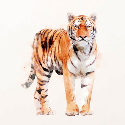 Watercolor tiger illustration vector, animal painting