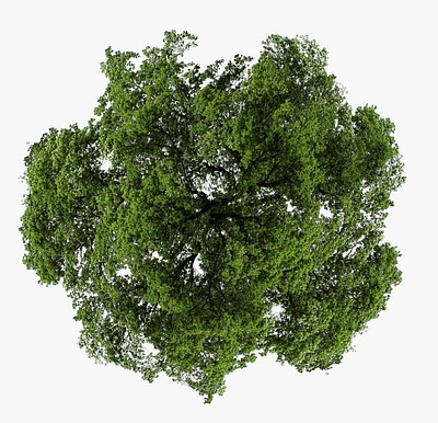 Green tree top view, isolated on white, nature design psd