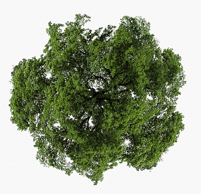 Green tree top view isolated on white, nature design