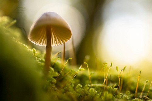 Statehouse bills push for study of magic mushrooms