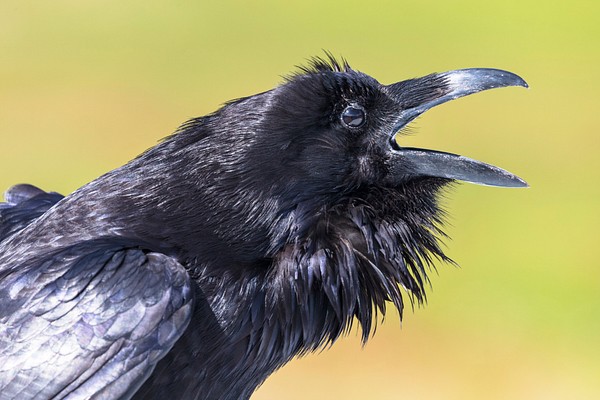 Raven calling along the Firehole | Free Photo - rawpixel