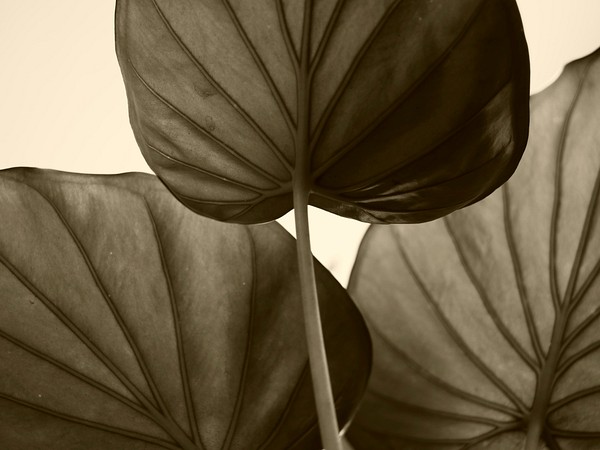 Gray leaves background. Free public | Free Photo - rawpixel