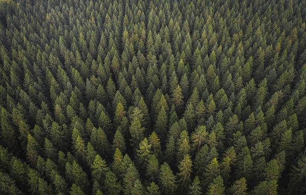 Natural green forest drone view | Premium Photo - rawpixel