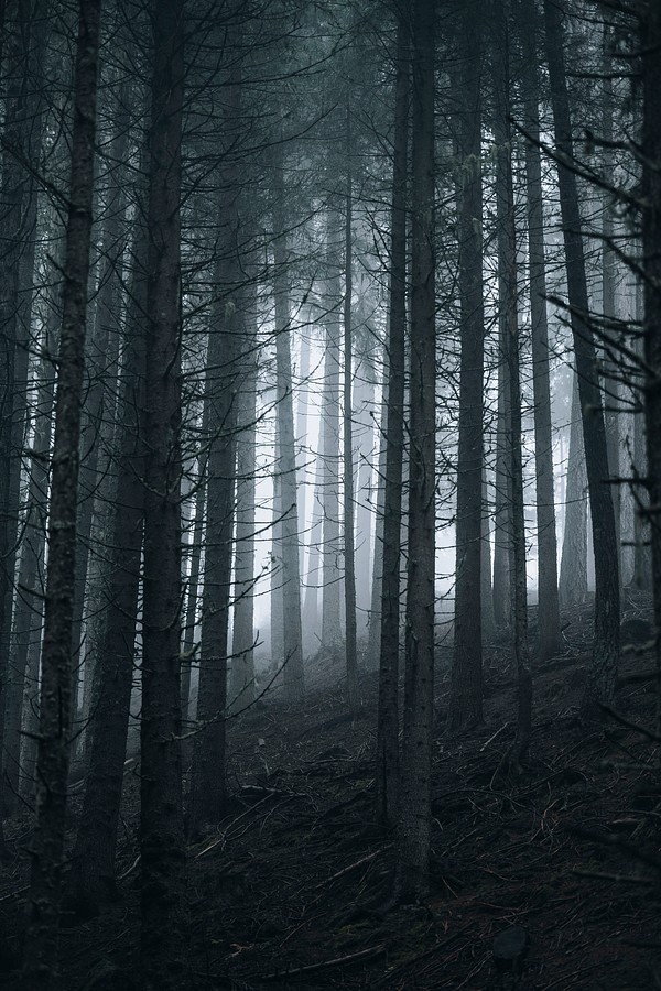 Sunlight shining misty woods | Premium Photo - rawpixel