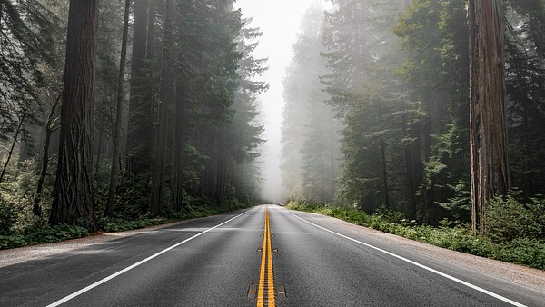 Scenic route Redwood National Forest | Premium Photo - rawpixel