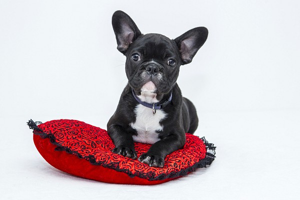 Free French Bulldog puppy image, | Free Photo - rawpixel