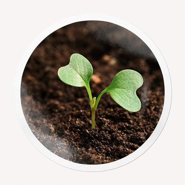Growing sprout in circle frame, Free Photo rawpixel