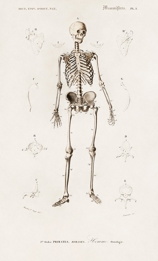 Human skeleton illustrated Charles Dessalines | Free Photo Illustration ...