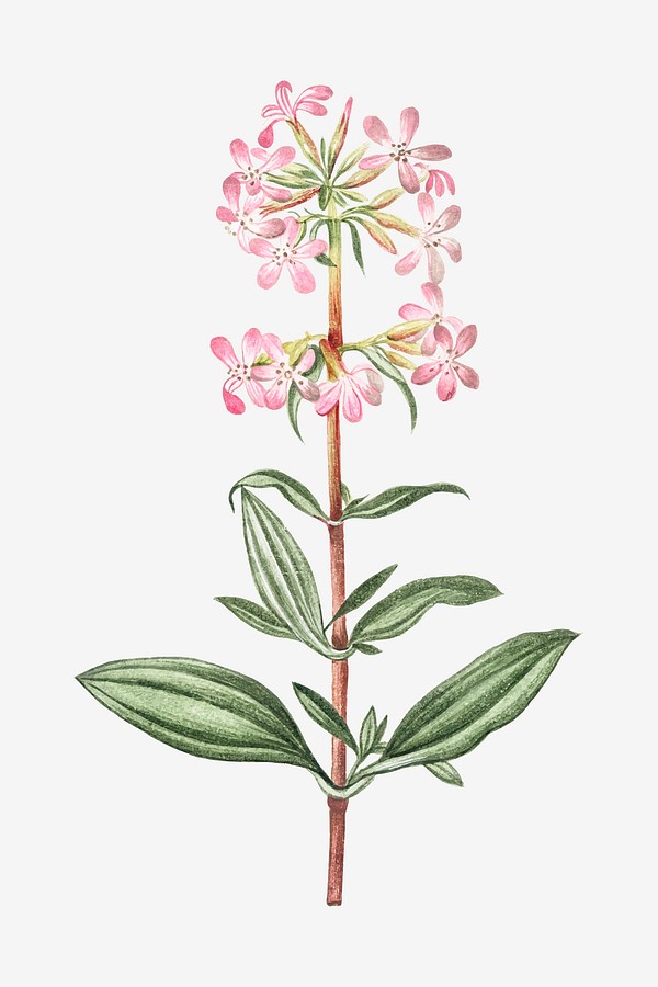 Lychnis sylvestris quae Saponaria vulgo | Premium Vector Illustration ...