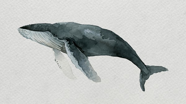 Humpback whale watercolor painting white | Premium PSD - rawpixel