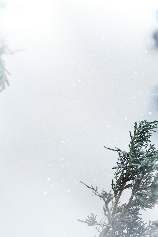 Pine branches snowy day background | Premium Photo - rawpixel