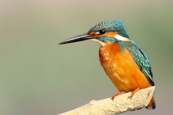 Blue and orange kingfisher. Original | Free Photo - rawpixel