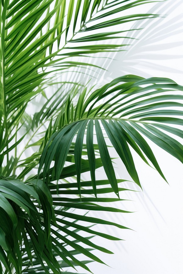 Plant plant backgrounds vegetation. | Premium Photo - rawpixel