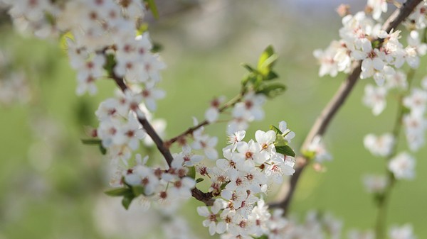 Free white cherry blossom image, | Free Photo - rawpixel