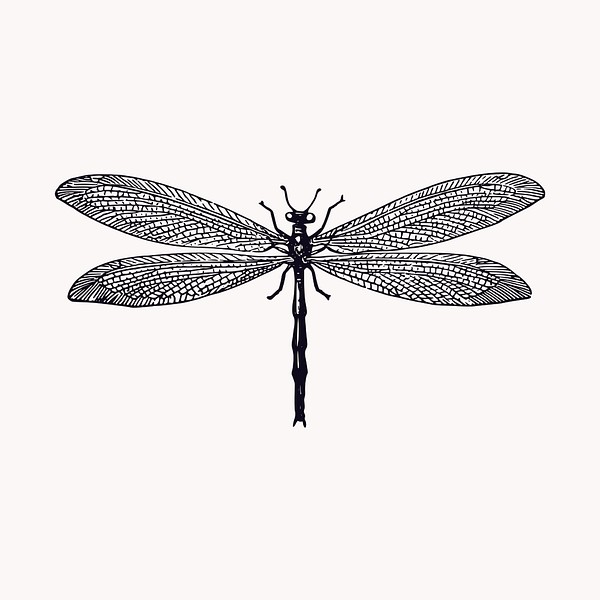 Dragonfly insect illustration clipart vector. | Free Vector - rawpixel