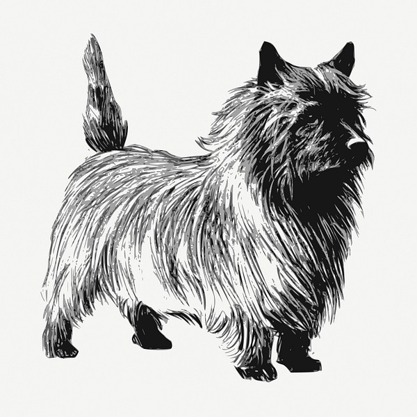 Cairn Terrier dog drawing, vintage | Free PSD - rawpixel