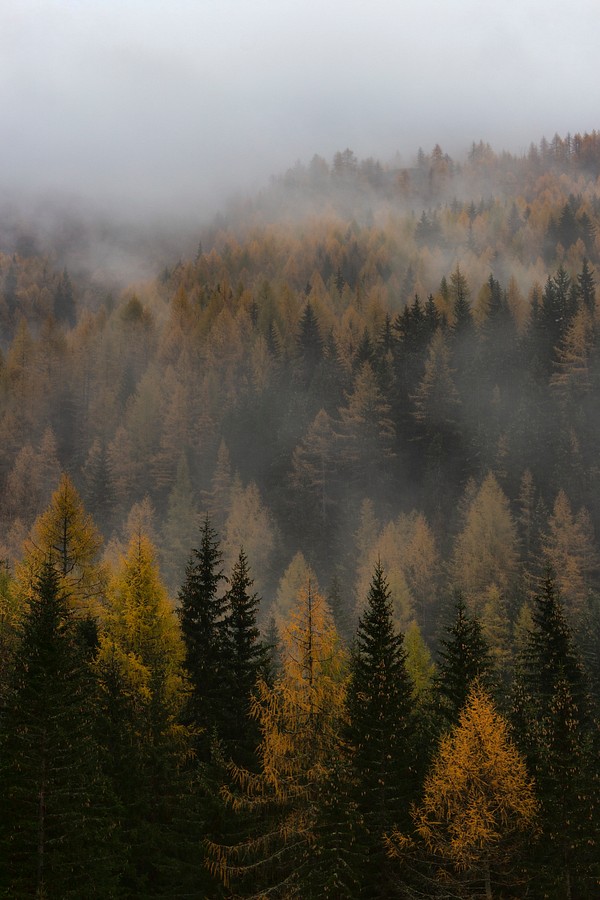 Foggy woodland | Free Photo - rawpixel