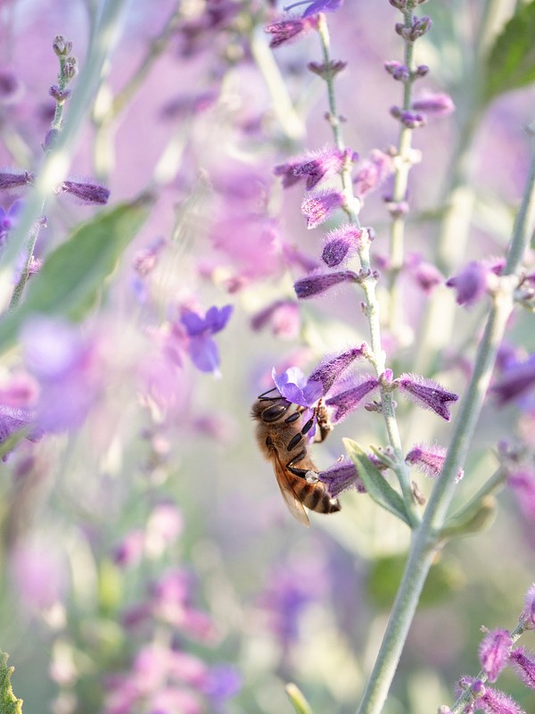 Bee collecting nectars from a flower Free Photo rawpixel