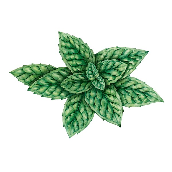 Illustration of peppermint Premium Vector Illustration rawpixel