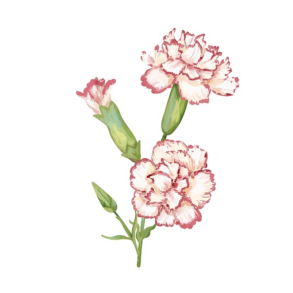 Hand drawn carnation flower illustration | Free Photo Illustration ...