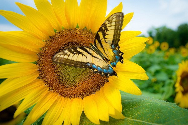 Sunflowers begin bloom Western Montgomery | Free Photo - rawpixel