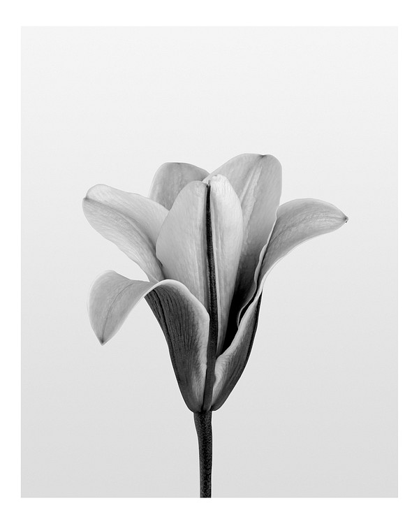 Aesthetic lily art print, monotone | Premium Photo - rawpixel