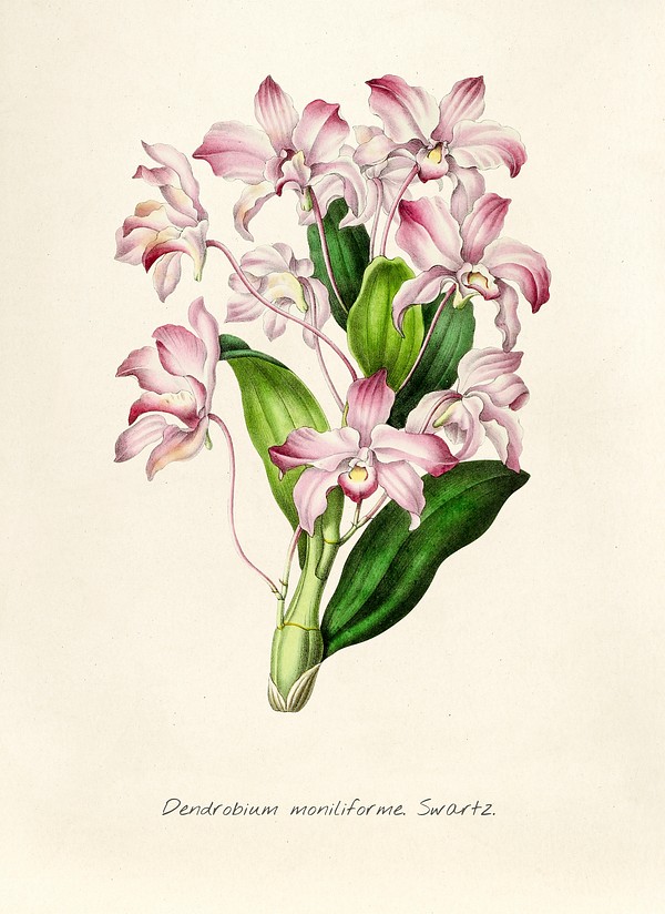 Antique Illustration Dendrobium Moniliforme Swartz 