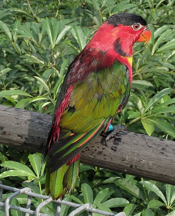 black cap lorikeet | Free Photo - rawpixel