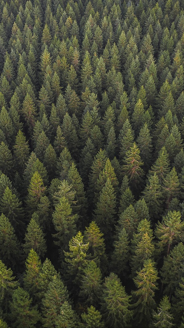 Nature iPhone wallpaper, pine forest | Free Photo - rawpixel