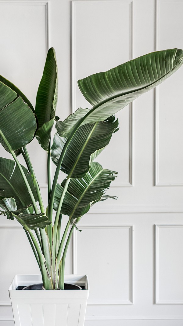 Plant by a white wall | Premium Photo - rawpixel