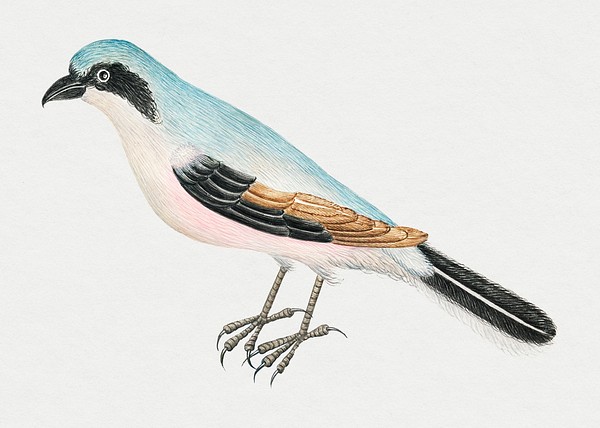 Vintage bird illustration, remixed from the 18th-century | Premium ...