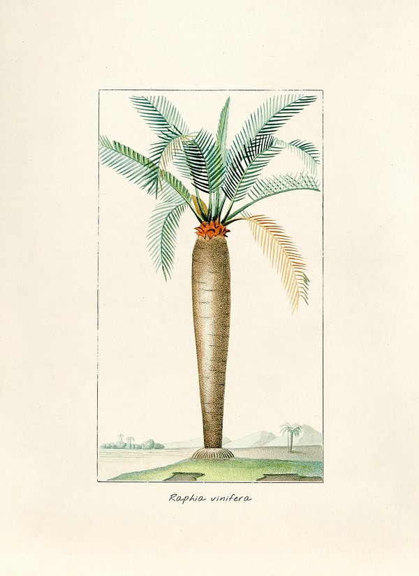 Antique illustration of plant | Premium Photo Illustration - rawpixel