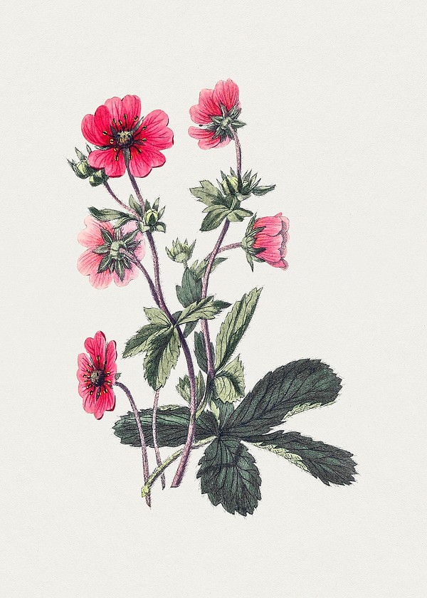 Hand Drawn Pink Cinquefoil. Original 