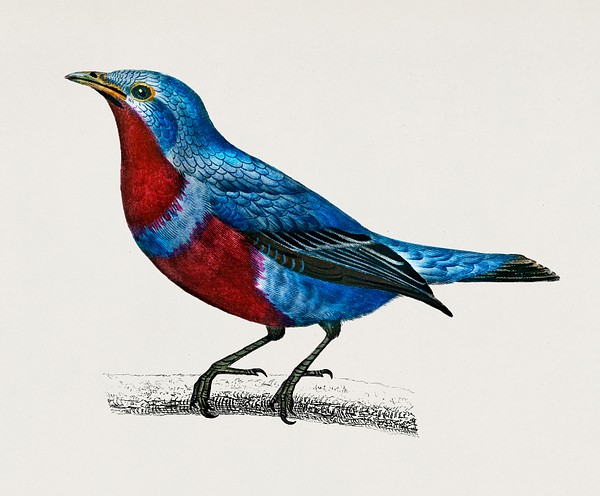 Banded cotinga (Cotinga maculata) illustrated | Premium PSD ...