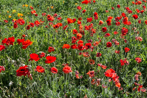 Poppy Fields Original Image Carol Free Photo Rawpixel   CzNmcy1wcml2YXRlL3Jhd3BpeGVsX2ltYWdlcy93ZWJzaXRlX2NvbnRlbnQvbHIvcGQxOS0zLTI5MDAwYS5qcGc 