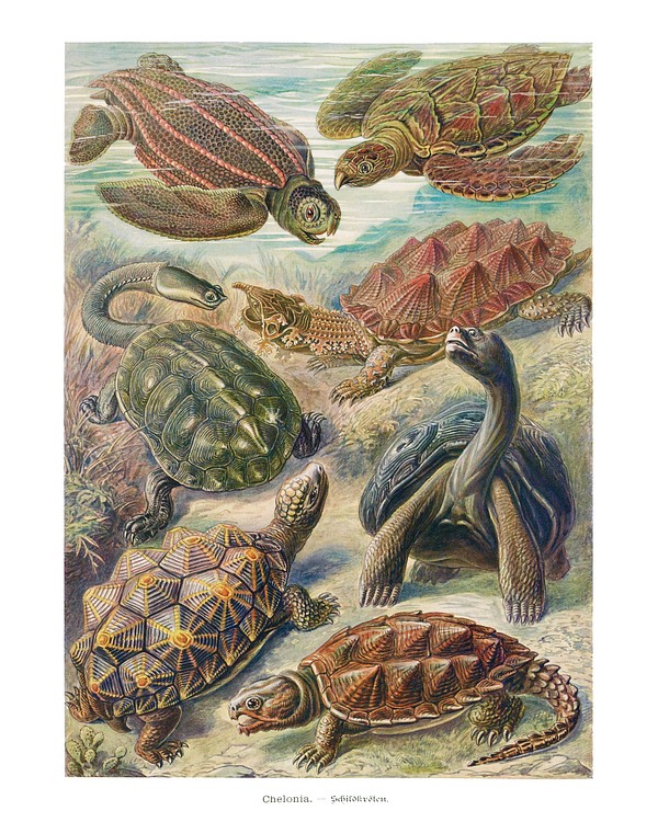 Vintage turtle illustration wall art | Photo - rawpixel