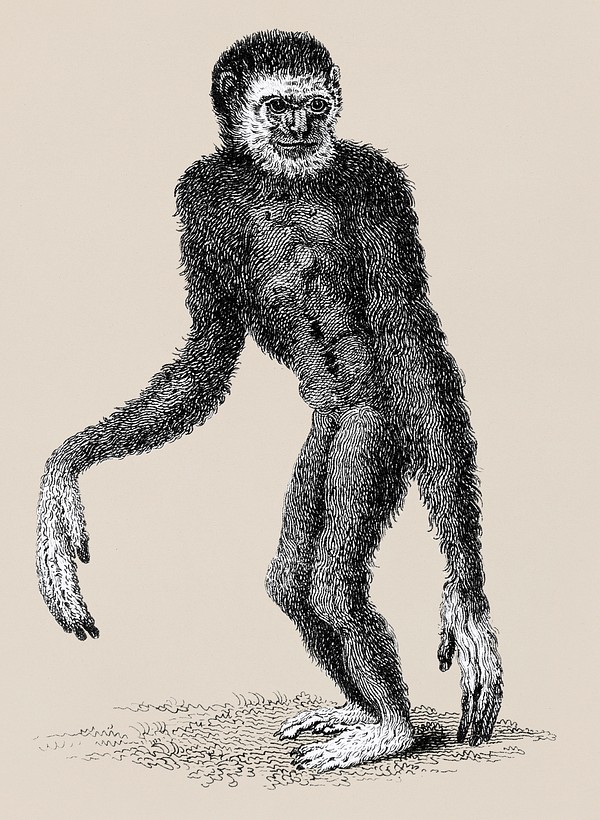 Black long-armed gibbon and White | Premium PSD Illustration - rawpixel