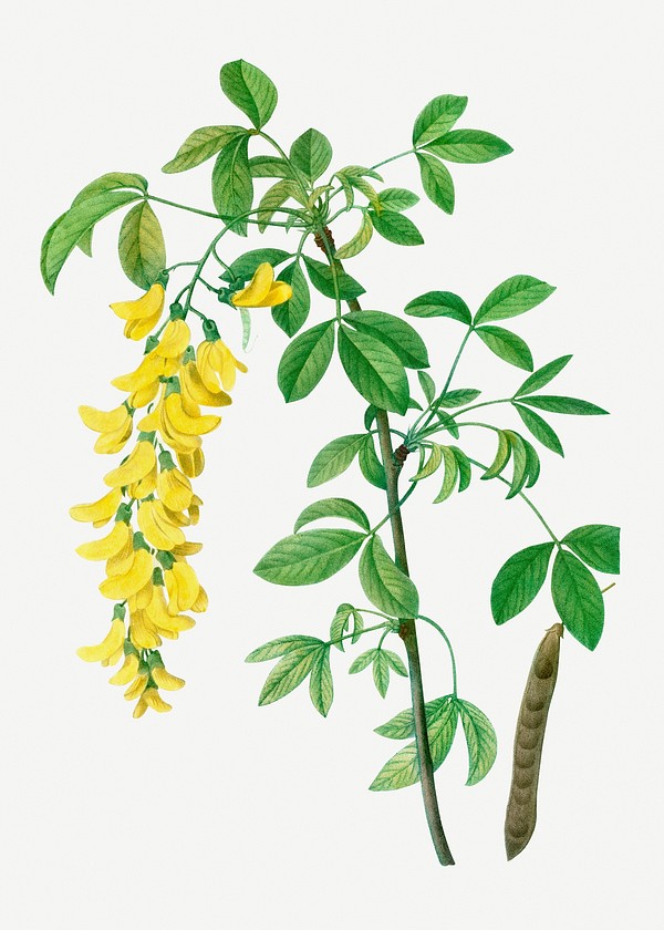 Common laburnum flowering plant illustration | Premium PSD - rawpixel