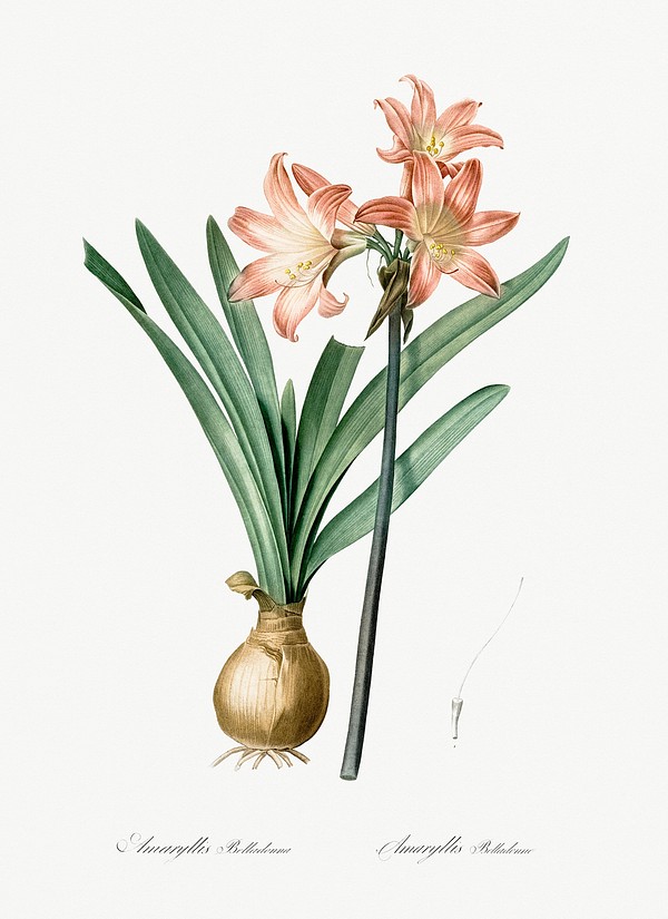 Amaryllis Belladonna illustration Les liliacées | Free Photo ...