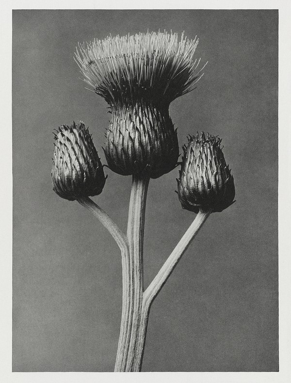 Cirsium Canum (Queen Anne Thistle) | Free Photo - rawpixel